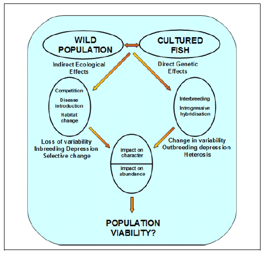Figure 4: The direct and indirect pathways by which genetic changes can occur to a wild population as a result of interactions with farmed fish