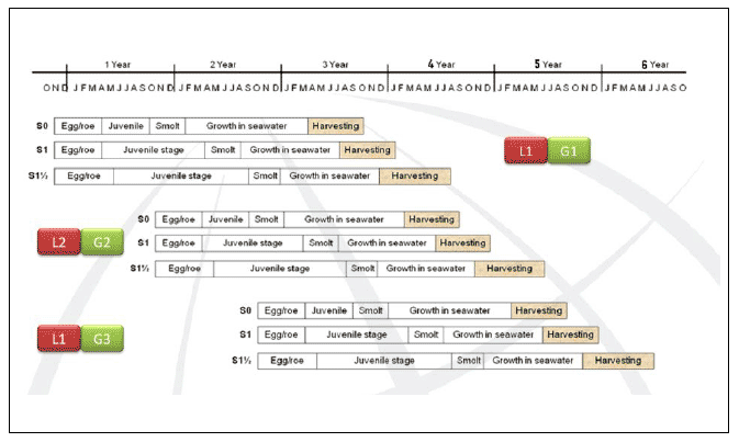 Figure 16:. Maximising production in modern salmon farming.