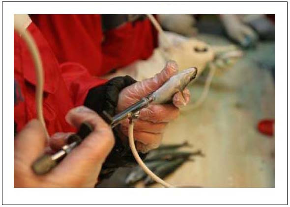 Figure 17: Vaccinating smolts