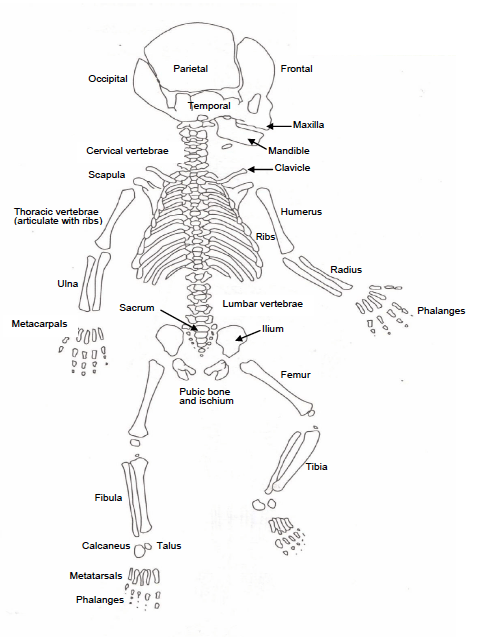 Appendix One: Diagram of the Neonatal Skeleton