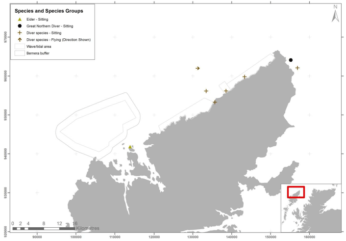 Figure 5 &ndash; April eider and diver records from digital aerial survey