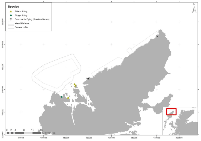 Figure 11 &ndash; May eider and shag records from digital aerial survey