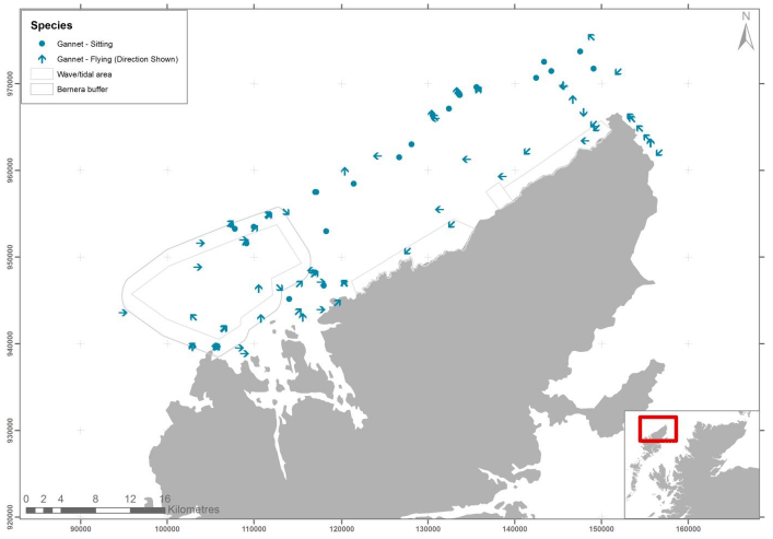 Figure 13 &ndash; May gannet records from digital aerial survey