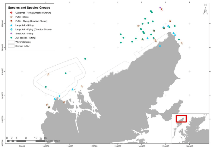 Figure 15 &ndash; May auk records from digital aerial survey