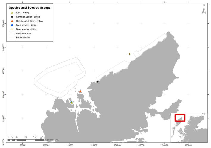 Figure 16 &ndash; June duck and diver records from digital aerial survey