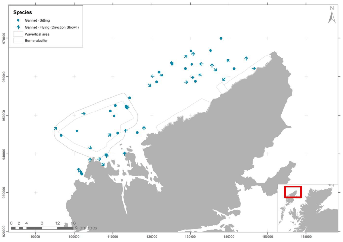 Figure 18 &ndash; June gannet records from digital aerial survey