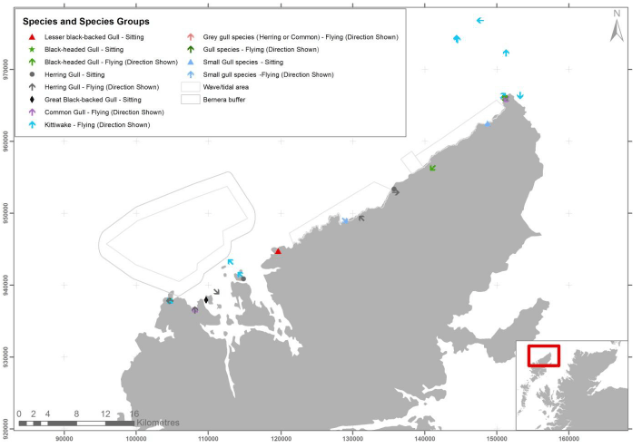Figure 19 &ndash; June gull species records from digital aerial survey