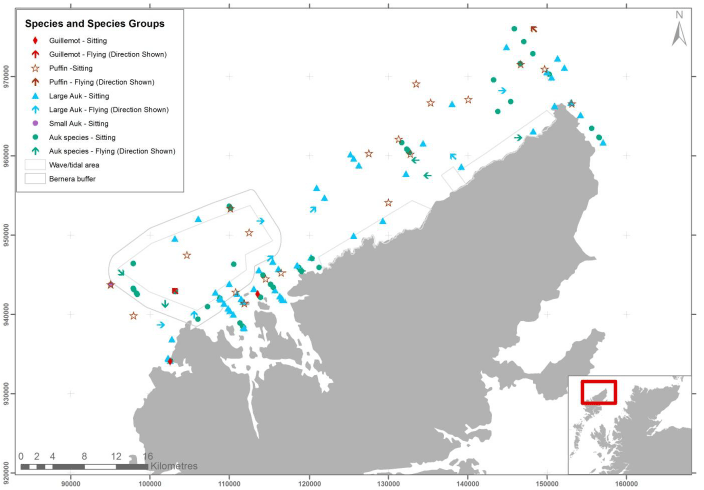 Figure 20 &ndash; June auk records from digital aerial survey