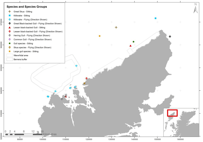 Figure 25 &ndash; July gull and skua records from digital aerial survey