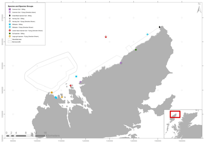 Figure 31 &ndash; September gull records from digital aerial survey