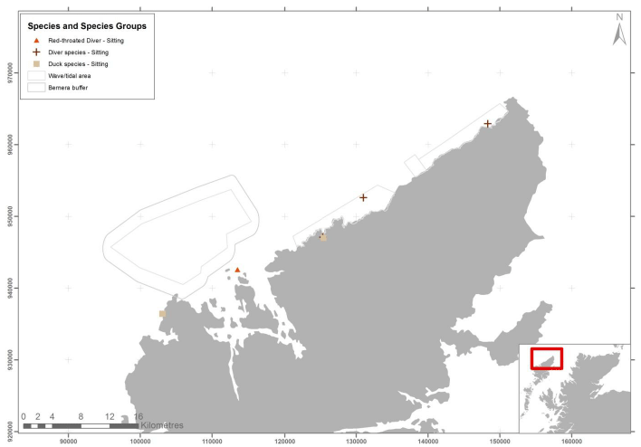 Figure 34 &ndash; December duck and diver records from digital aerial survey