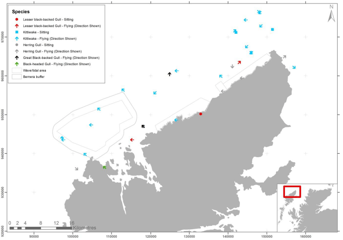 Figure 37 - December gull species records from digital aerial survey