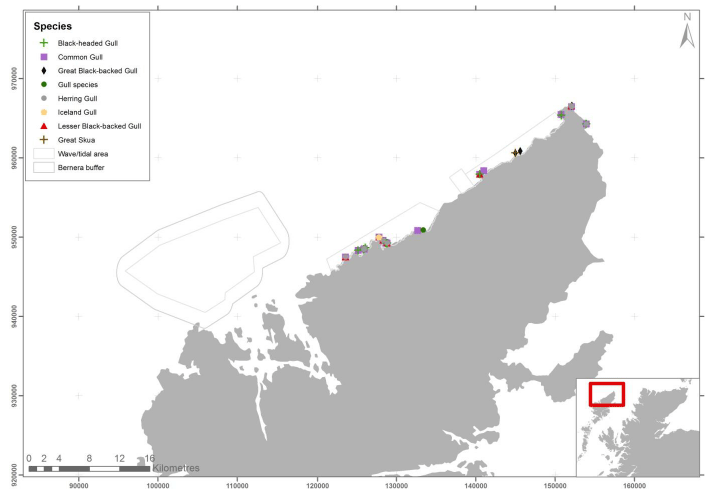Figure 51 &ndash; April gull and skua records from ground-based counts