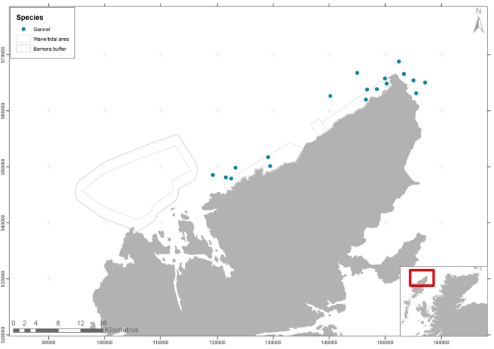 Figure 60 &ndash; June gannet records from ground-based counts