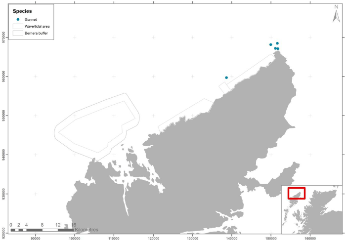 Figure 66 &ndash; July gannet records from ground-based counts