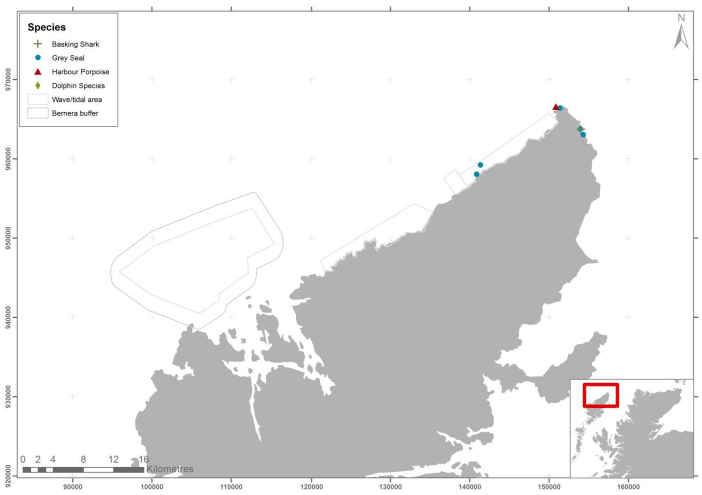 Figure 69 &ndash; July cetacean and marine mammal records from ground-based counts