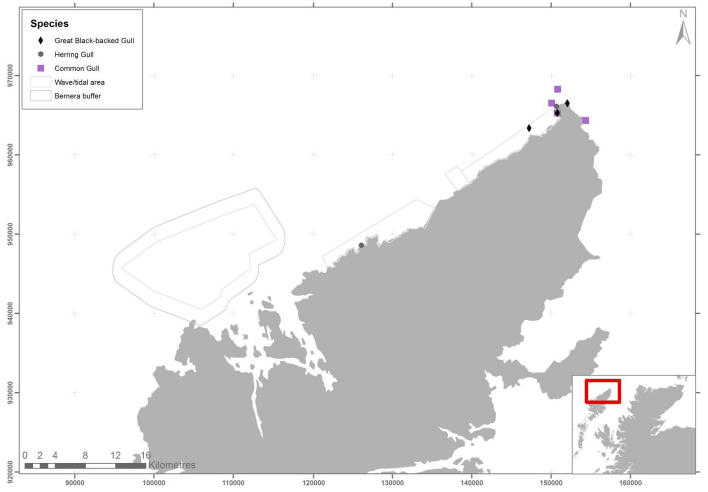 Figure 72 - September gull records from ground based counts