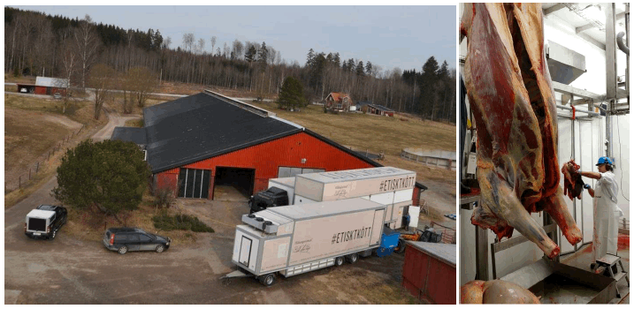 Figure 5. View of the two Kometos semitrailer units from above, and a cow carcase hanging inside the MSU