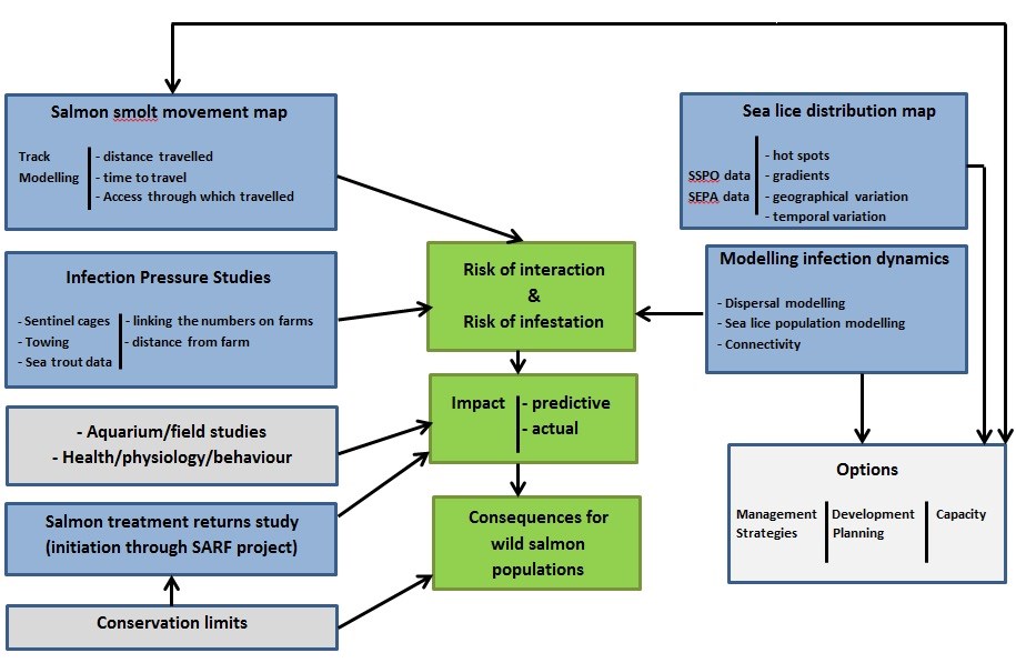 Sea lice interactions research