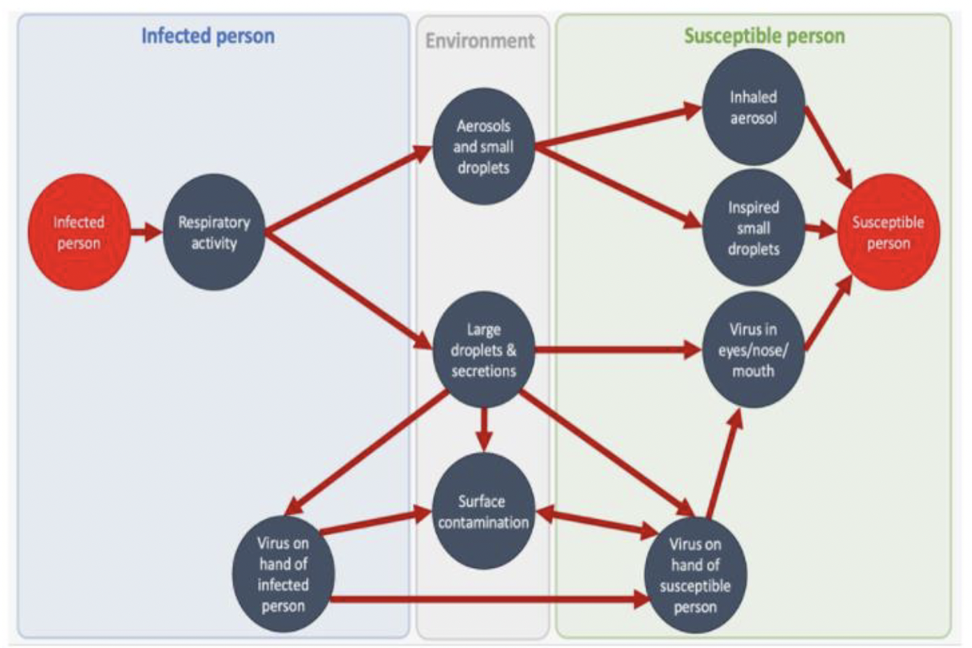 The infographic of virus flow from ‘infected person’  to ‘susceptible person’ through the ‘environment’, There is an ‘infected person’ who produces ‘respiratory activity’ which goes into the ‘environment’ as ‘aerosols and small droplets’ and ‘large droplets and secretions’, There is also ‘virus on hand of infected person’ from the ‘infected person’ to ‘surface contamination’ in the environment and ‘virus on hand of susceptible person’, ‘large droplets and secretions’ from the environment go to ‘virus on hand of infected person’ and ‘virus on hand of susceptible person’ and ‘surface contamination’, ‘aerosols and small droplets’ from the environment go to the ‘susceptible person’ as ‘inhaled aerosol’ and ‘inspired small droplets’, ‘large droplets and secretions’ from the environment go to the ‘susceptible person’ as ‘virus in eyes/nose/mouth’ and ‘virus on hand of susceptible person’, ‘virus on hand of susceptible person’ also goes to the ‘susceptible person’ as ‘virus in eyes/nose/mouth’, Surface contamination goes to ‘virus on hand of susceptible person’
