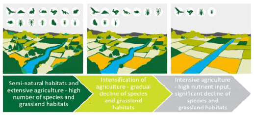 An infographic showing how intensification of land use impacts biodiversity. Text: Semi natural habitats and extensive agriculture - high number of species and grassland habitats. Intensification of agriculture - gradual decline of species and grassland habitats. Intensive agriculture - high nutrient input, significant decline of species and grassland habitats.