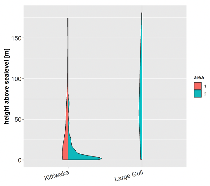 A graph showing the flight heights for kittiwake and large gull in areas 1 and 2 in June using vertical lines to illustrate the height and thickness of the lines to show number of individuals at that height. The area 1 line for kittiwake bulges out at about 17 meters and then tapers around 200m. Area 2 for kittiwake has a large peak around 5 meters which then steeply returns back to the central line, with a few smaller less severe peaks until around 50 meters. There is another small peak just under 75 meters. Large Gulls were only recorded in area 2 so there is only one half of a line which stays more or less consistent in width from 0 meters to around 215 meters, only with a slight bulge at 60 meters.