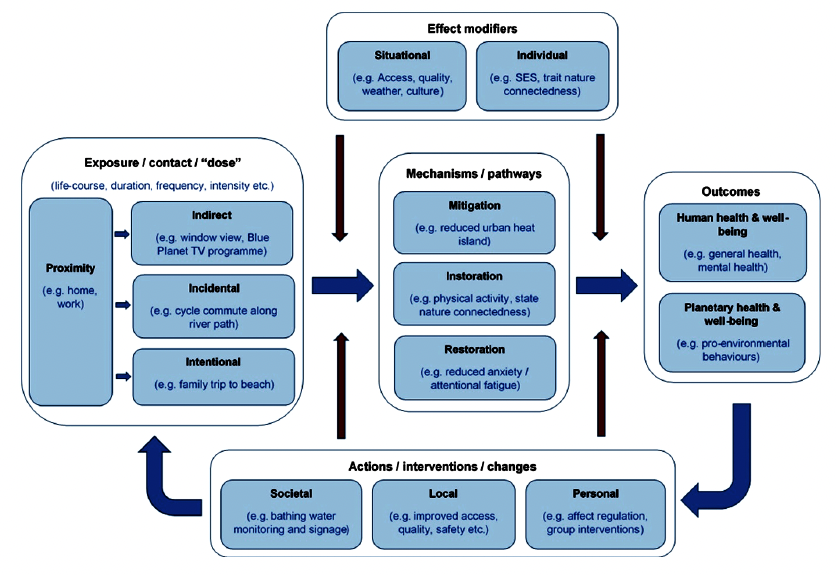 a flow diagram that shows linkages and pathways between blue space exposure, and human health and well-being outcomes. It sets out the exposure or contact (e.g. type, frequency or intensity of the exposure), things that could modify the effect (such as access, quality, weather or culture), the mechanisms and pathways of impact (such as physical activity) and the health outcomes (such as general health or mental health), and actions, interventions or changes that result from the improved health outcomes (such as bathing water monitoring or improved access and quality) and that in turn lead to increased opportunities for exposure.