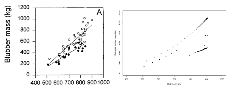 Referenced line graph showing the relationship between length and blubber mass for females killed in early in whaling season. As described in the text above.