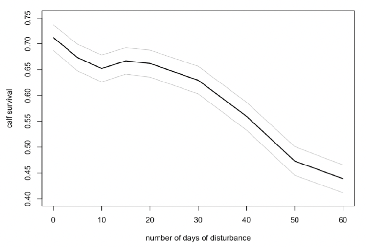Line graph showing the relationship between calf survival and number says of disturbance for minke whale calves from mid-July to mid-October. As described in the text above.