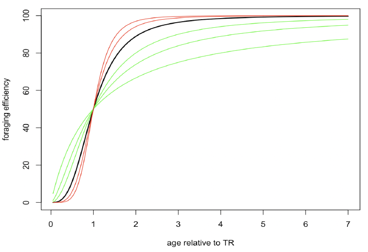 Line graph showing the effect of the shape parameter γ on the relationship between foraging efficiency and age as described in the text above and by the formula given above.