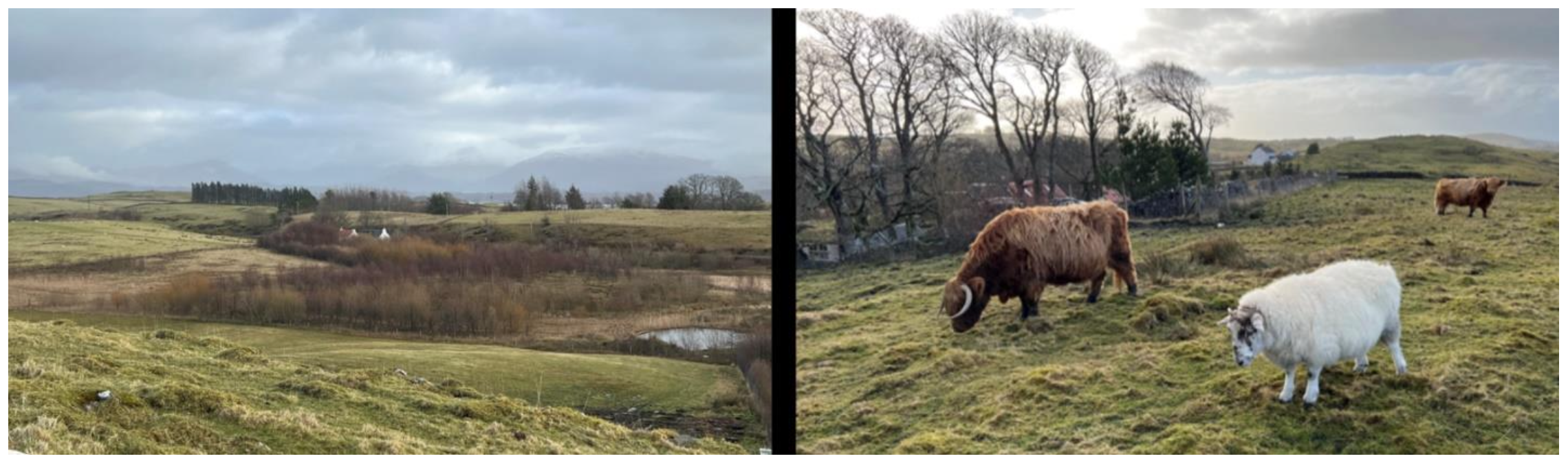 Croft land on the west coast of Scotland (left image); Highland cattle and sheep grazing on croft land (right image)
