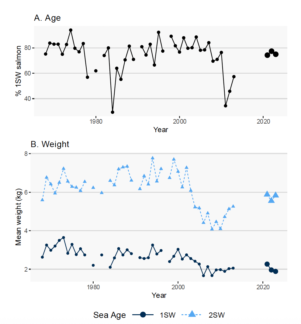 The percentage of 1SW salmon has generally around 80%, with some periods below this and recent years being 74-78%. Weight of 2SW salmon declined after 2000 and has recovered in 2021-2023 but not yet back to pre-2000 levels. For 1SW salmon there has been a long term decline in weight, although this has remained constant since roughly 2005.