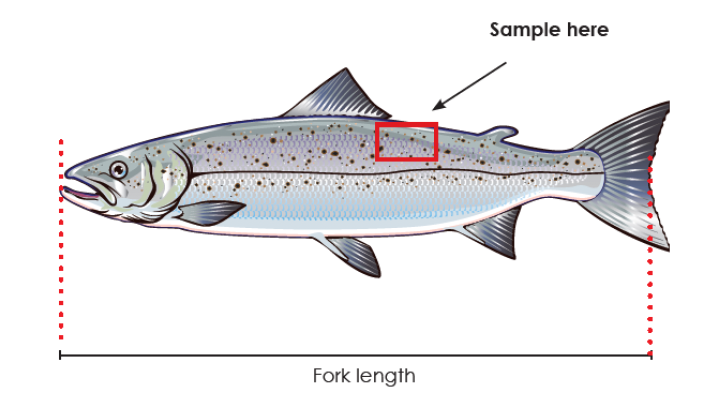 Image of a salmon showing where scale samples should be taken from.