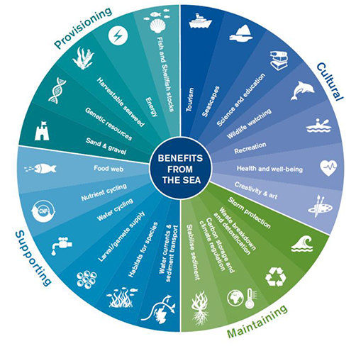 The Benefits from the Seas Wheel shows the ecosystem services we gain from our marine environment. 

Benefits from the Sea 

Provisioning

Genetic resources
Sand & gravel
Harvestable seaweed
Energy
Fish and Shellfish stocks

Cultural

Tourism
Recreation
Wildlife watching
Science and education
Seascapes
Health and well-being
Creativity & art

Maintaining

Storm protection
Waste breakdown and detoxification
Carbon storage and climate regulation
Stabilise sediment

Supporting

Food web
Nutrient cycling
Water cycling
Larval/gamete supply
Habitats for species
Water currents & sediment transport