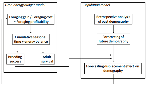 Figure 24. Flow diagram illustrating the linking of time-energy budget and population models to estimate population consequences of displacement