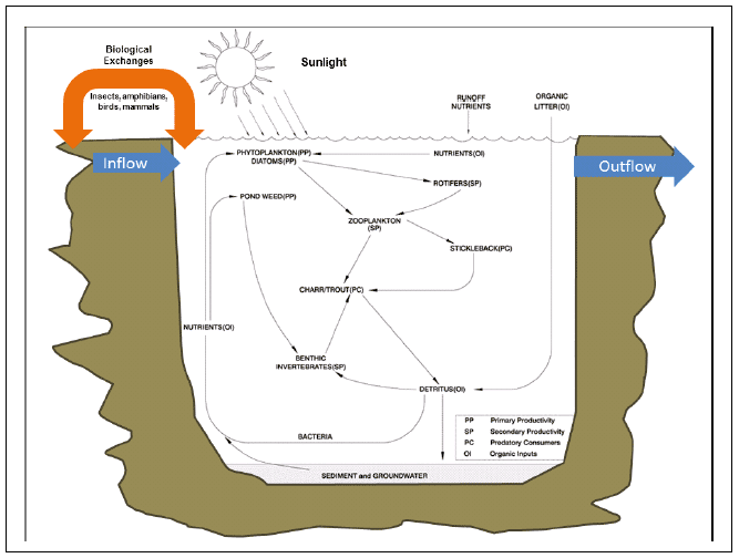 Figure 2: The basic components and relatedness of an aquatic loch ecosystem