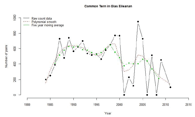 Common Tern in Glas Eileanan