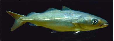 Saithe (Pollachius virens) Saithe is also commonly referred to as Coalfish or Coley