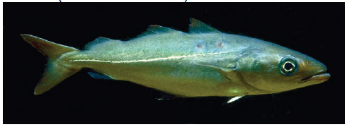 Saithe (Pollachius virens) Saithe is also commonly referred to as Coalfish or Coley.