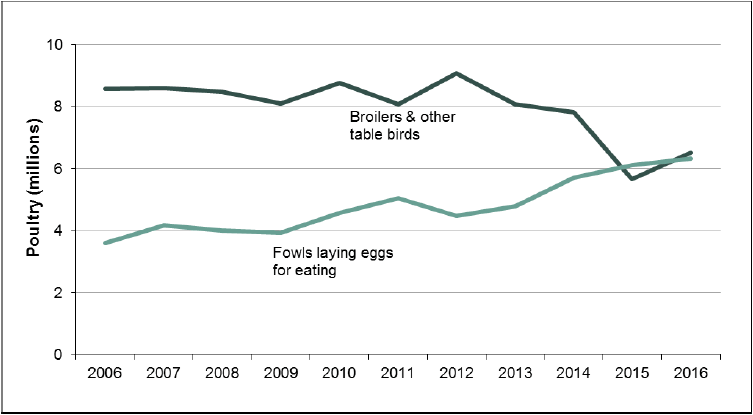 Chart 21: Trends in broiler & table birds, and fowls for producing eggs, 2006 to 2016