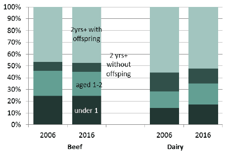 Chart 7: Age profile of beef and dairy cattle, December 2006 and 2016