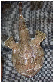 Monkfish (Lophiidae) Monkfish are also known as Anglerfish.