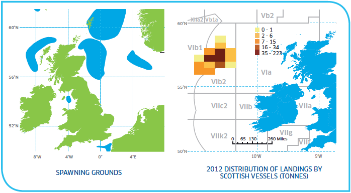 Spawning grounds and distribution of Haddock Stocks Rockall Spawning grounds and distribution of Haddock Stocks Rockall