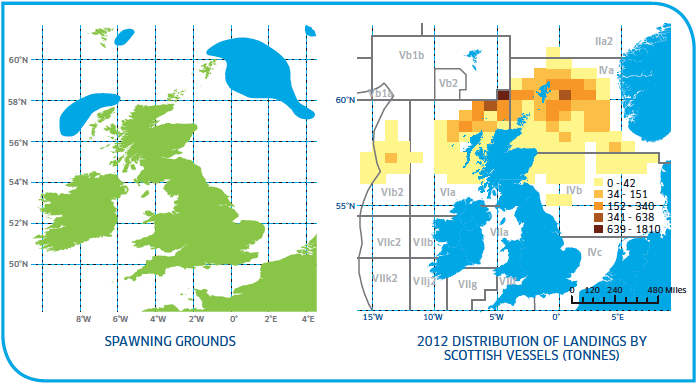 Spawning grounds and distribution of Saithe Stocks Spawning grounds and distribution of Saithe Stocks