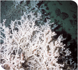 Deepwater Corals Deepwater Corals