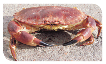 brown crab brown crab