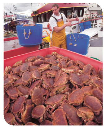 Landings (tonnes) of Brown Crab into Scotland Landings (tonnes) of Brown Crab into Scotland