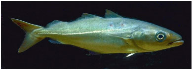 Saithe (Pollachius virens)Saithe is also commonly referred to as Coalfish or Coley. Saithe (Pollachius virens)Saithe is also commonly referred to as Coalfish or Coley.