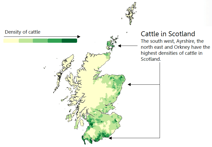 Cattle in Scotland