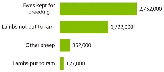 Sheep numbers. Sheep numbers.